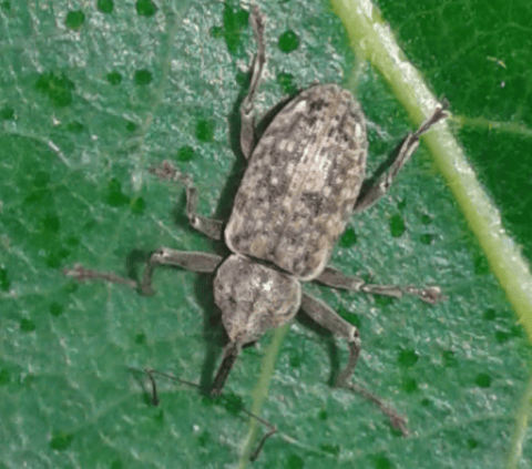 Curculionidae : Dorytomus sp.  ?  S, Dorytomus longimanus